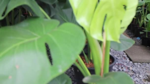 Tropical Plant Garden Green Market Stock Záběry — Stock video