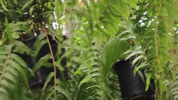 Tropical Plant Garden Green Market Stock Záběry — Stock video