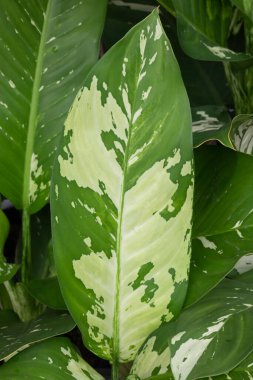 Güzel serpilmiş bahçe bitkisi, stok fotoğrafı.