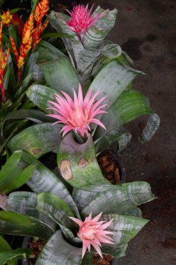 Yeşil pazarda tropikal ot satışı, stok fotoğrafı.