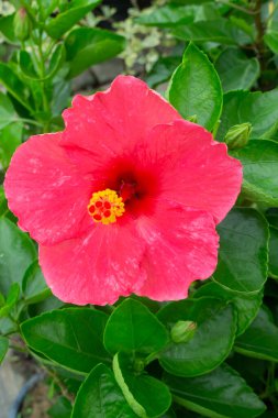 Yeşil pazarda tropikal ot satışı, stok fotoğrafı.