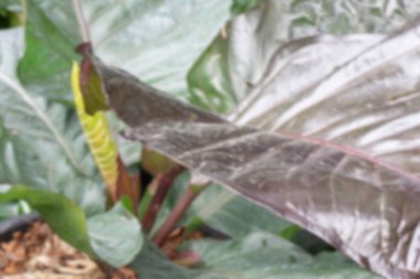 Yeşil pazarda tropikal ot satışı, stok fotoğrafı.