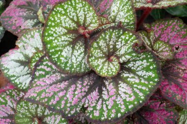 Yeşil pazarda tropikal ot satışı, stok fotoğrafı.