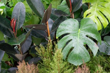 Yeşil pazarda tropikal ot satışı, stok fotoğrafı.