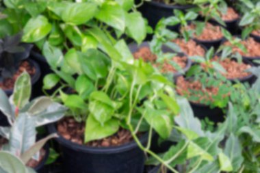 Yeşil pazarda tropikal ot satışı, stok fotoğrafı.