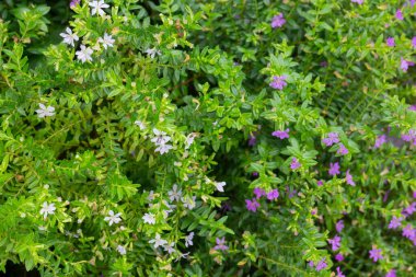 Yeşil pazarda tropikal ot satışı, stok fotoğrafı.