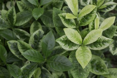 Güzel serpilmiş bahçe bitkisi, stok fotoğrafı.