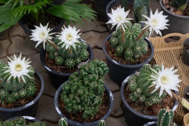 Yeşil pazarda tropikal ot satışı, stok fotoğrafı.