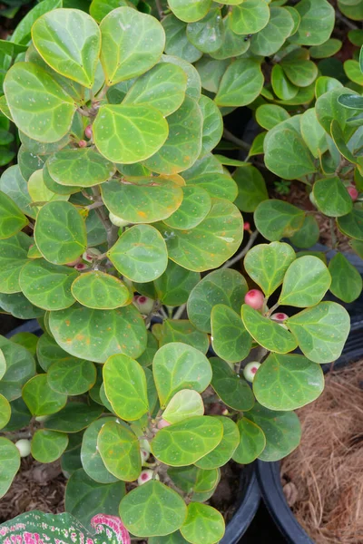 Vaso Piante Tropicali Vendita Nel Mercato Verde Foto Scorta — Foto Stock