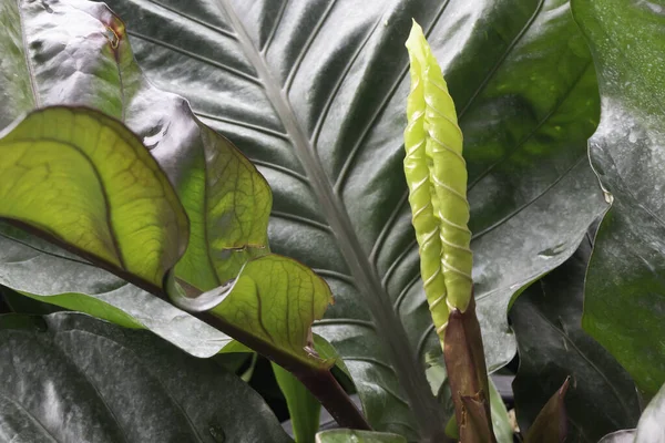 Tropische Plant Pot Koop Groene Markt Bevoorraden Foto — Stockfoto