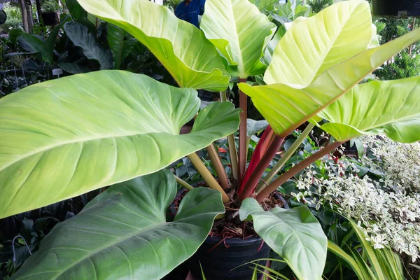 Vente Pot Plantes Tropicales Dans Marché Vert Photo Réserve — Photo