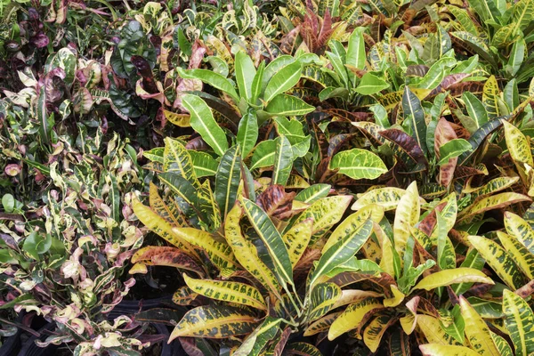 Tropical Plant Pot Sale Green Market Stock Photo — Stock Photo, Image