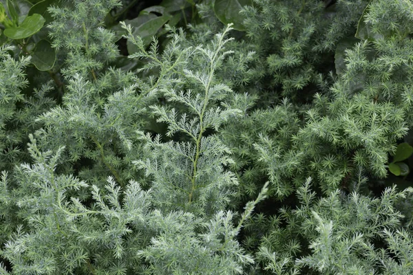 Vente Pot Plantes Tropicales Dans Marché Vert Photo Réserve — Photo