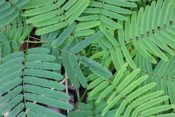 热带植物盆栽在绿色市场的销售 存货照片 — 图库照片