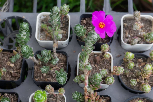 Vaso Piante Tropicali Vendita Nel Mercato Verde Foto Scorta — Foto Stock