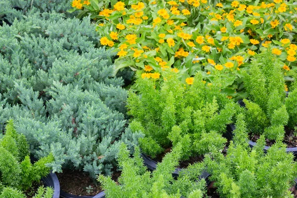 Vente Pot Plantes Tropicales Dans Marché Vert Photo Réserve — Photo