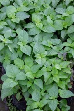 Yeşil pazarda tropikal ot satışı, stok fotoğrafı.