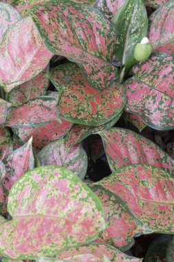 Yeşil pazarda tropikal ot satışı, stok fotoğrafı.