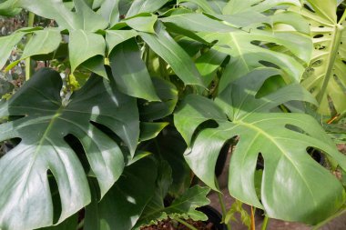 Monstera deliciosa ya da parçalanmış yapraklı filodendron bir kap içinde, stok fotoğrafı