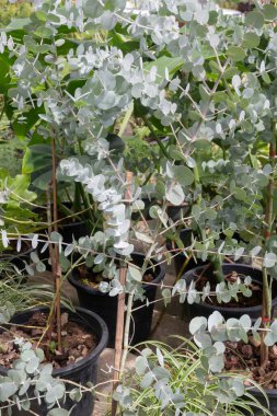 Zeytin ağacı yeşil pazarda ot satıyor, stok fotoğrafı var.