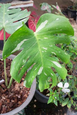 Serpilmiş güzel bir canavar bahçesi bitkisi, stok fotoğrafı.