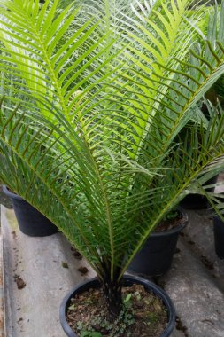 Yeşil pazarda tropikal ot satışı, stok fotoğrafı.