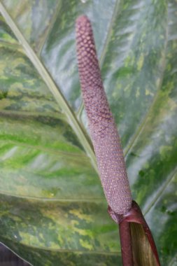 Güzel serpilmiş bahçe bitkisi, stok fotoğrafı.