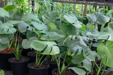 Monstera deliciosa ya da parçalanmış yapraklı filodendron bir kap içinde, stok fotoğrafı