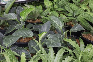 Güzel serpilmiş bahçe bitkisi, stok fotoğrafı.