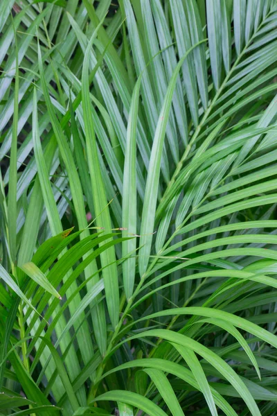 热带植物盆栽在绿色市场的销售 存货照片 — 图库照片