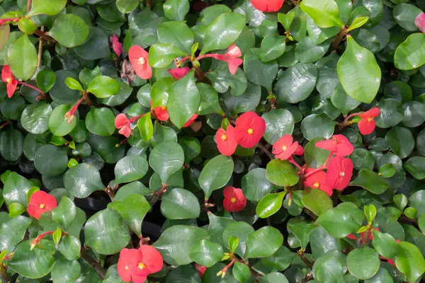 热带植物盆栽在绿色市场的销售 存货照片 — 图库照片