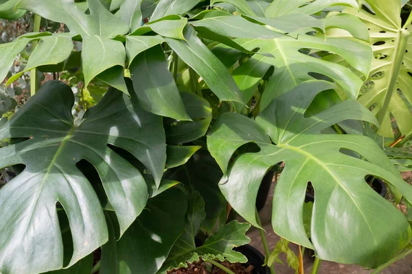 Monstera Deliciosa Atau Lembaran Terpisah Philodendron Dalam Pot Foto Stok — Stok Foto