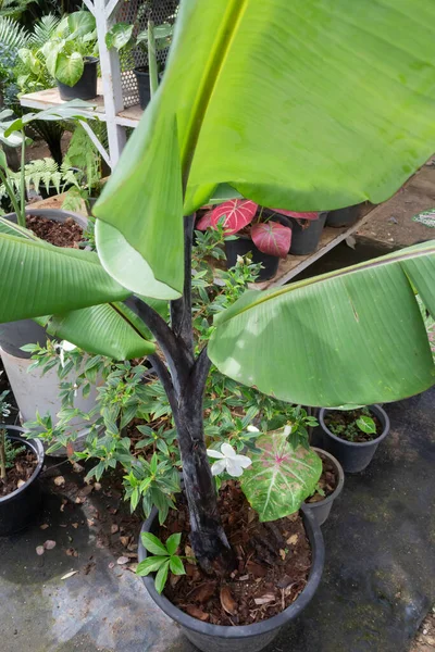 Mooie Besprenkelde Geverfde Tuin Plant Bevoorraden Foto — Stockfoto