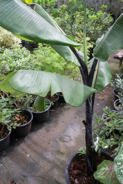 Pretty Ditaburi Varigated Tanaman Kebun Foto Stok — Stok Foto