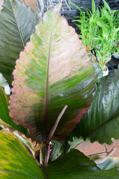 Mooie Besprenkelde Geverfde Tuin Plant Bevoorraden Foto — Stockfoto