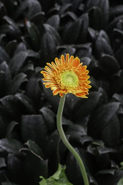 Tropische Plant Pot Koop Groene Markt Bevoorraden Foto — Stockfoto