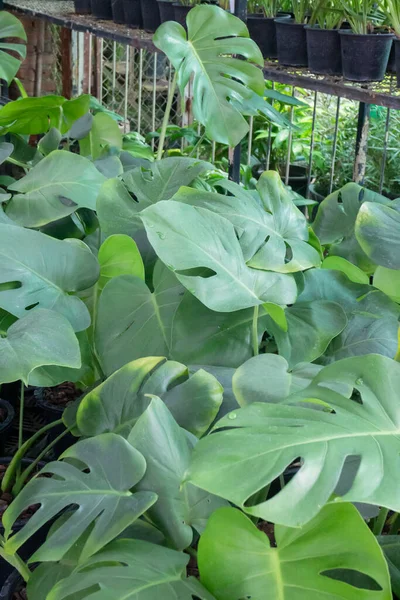 Monstera Deliciosa Filodendro Hoja Partida Una Olla Foto Stock — Foto de Stock