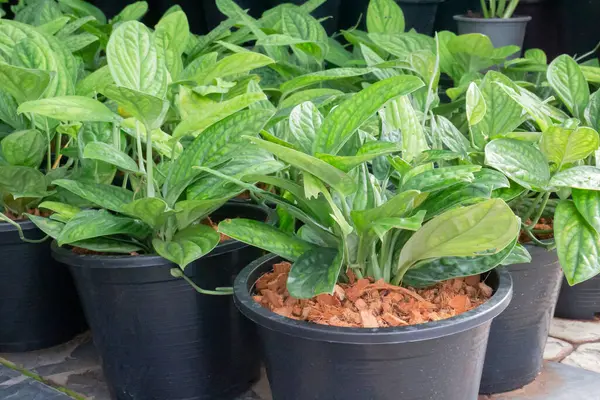 Tropical Plant Pot Sale Green Market Stock Photo — Stock Photo, Image