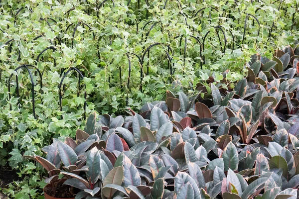 热带植物盆栽在绿色市场的销售 存货照片 — 图库照片