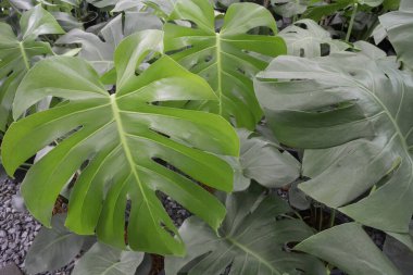 Monstera deliciosa ya da parçalanmış yapraklı filodendron bir kap içinde, stok fotoğrafı
