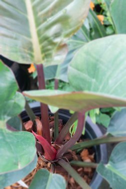 Yeşil pazarda tropikal ot satışı, stok fotoğrafı.