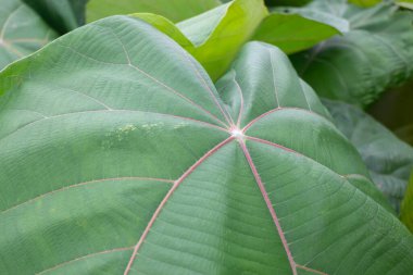 Yeşil pazarda tropikal ot satışı, stok fotoğrafı.