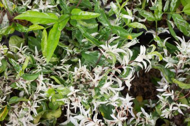 Güzel serpilmiş bahçe bitkisi, stok fotoğrafı.