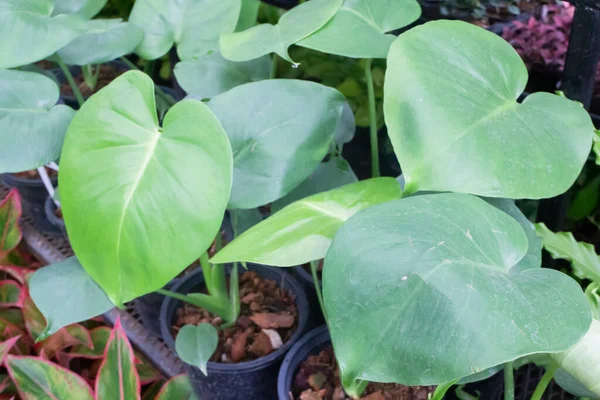 Penjualan Pot Tanaman Tropis Pasar Hijau Foto Stok — Stok Foto