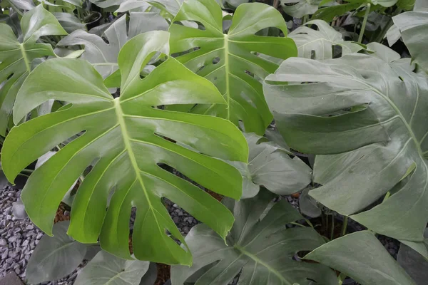 Monstera Deliciosa Atau Lembaran Terpisah Philodendron Dalam Pot Foto Stok — Stok Foto