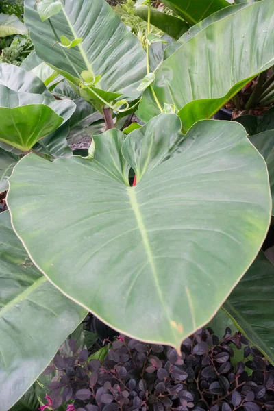 Vente Pot Plantes Tropicales Dans Marché Vert Photo Réserve — Photo