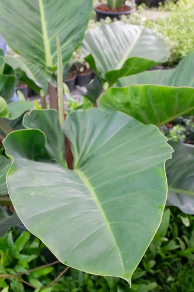 Tropische Plant Pot Koop Groene Markt Bevoorraden Foto — Stockfoto