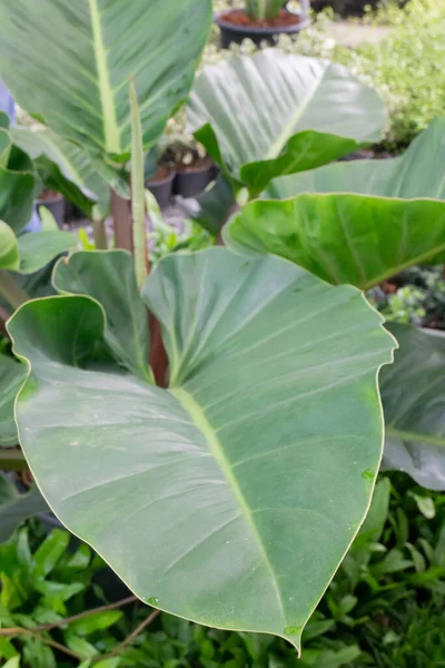 Penjualan Pot Tanaman Tropis Pasar Hijau Foto Stok — Stok Foto