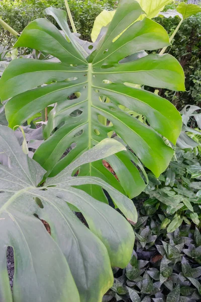 Vente Pot Plantes Tropicales Dans Marché Vert Photo Réserve — Photo