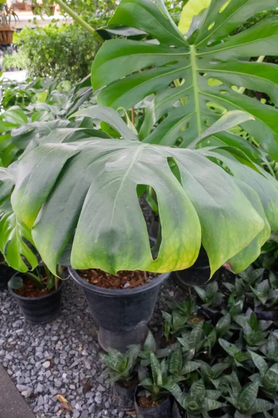 Monstera Deliciosa Atau Lembaran Terpisah Philodendron Dalam Pot Foto Stok — Stok Foto